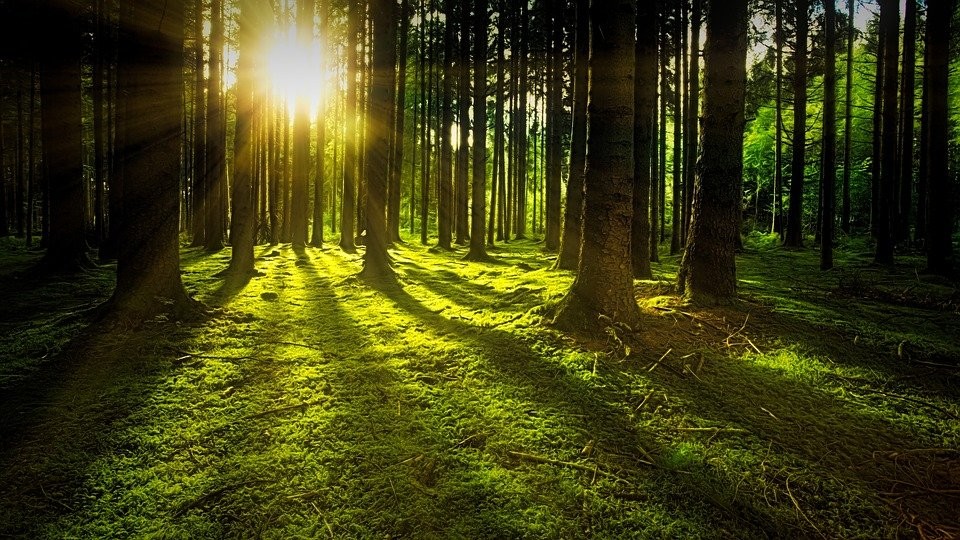 ALBERI IN CONDOMINIO: DELIBERE E MAGGIORANZE